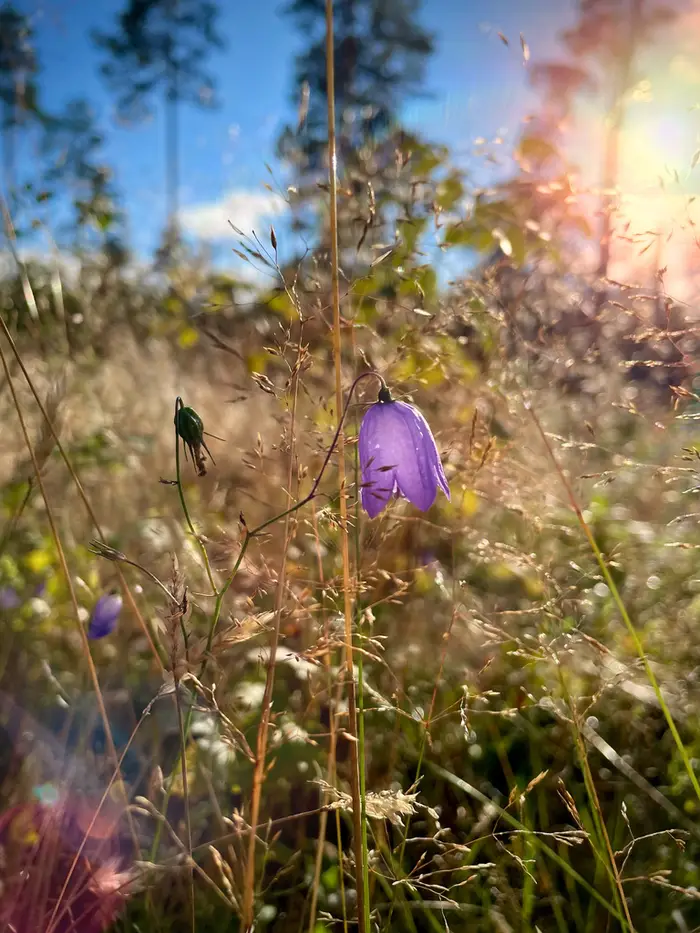 Bild av en blåklocka