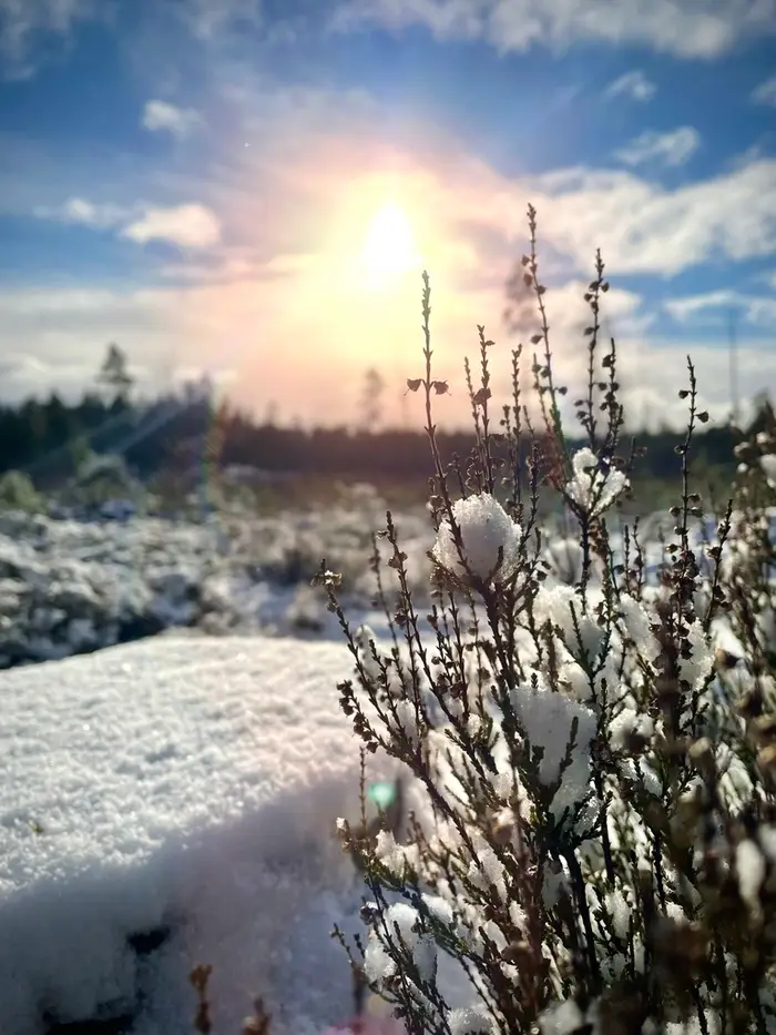 Bild av ljung i snölandskap