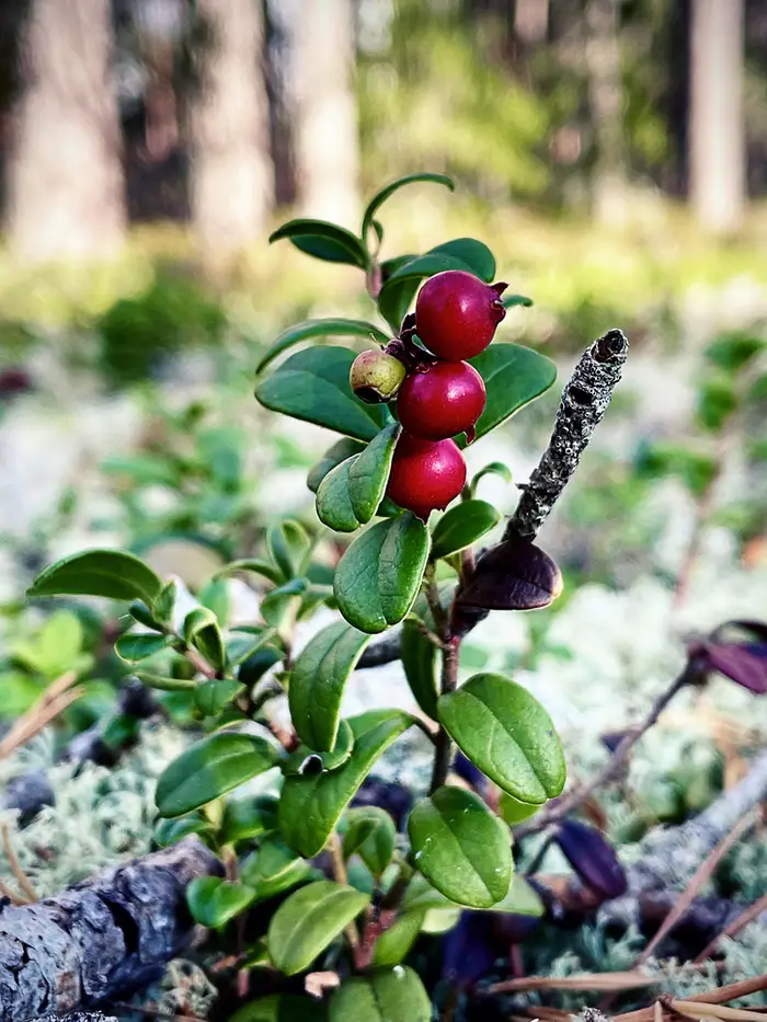 Bild av lingonplanta med bär