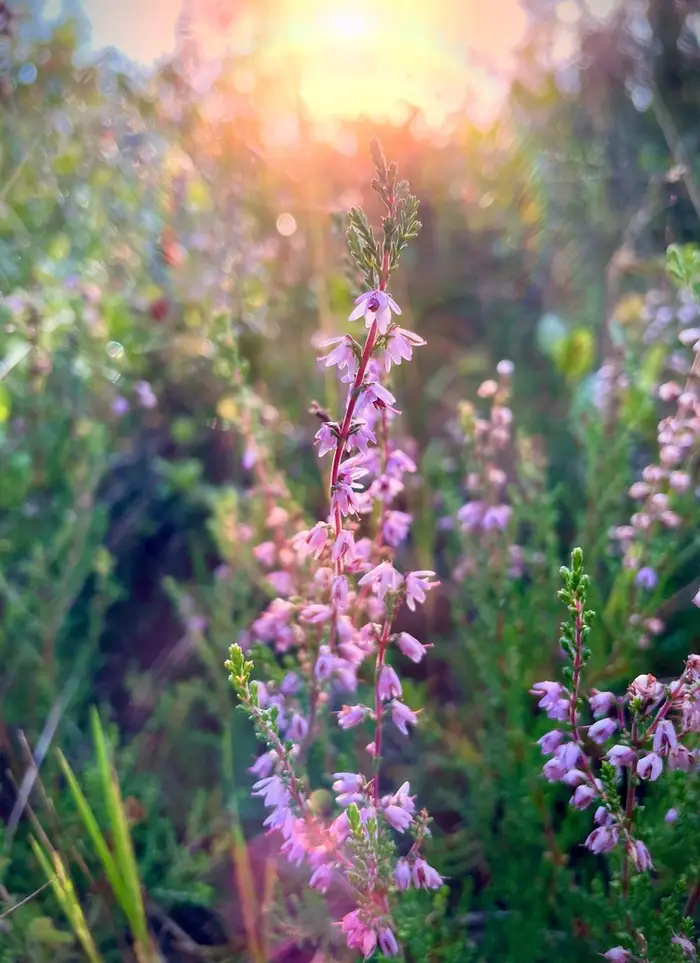 Bild av ljung och solnedgång